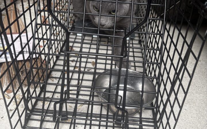 捕獲器の中にいる、脱走から約2週間ぶりに保護できたうちの猫