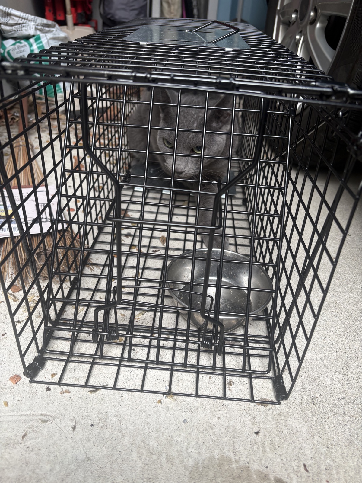 捕獲器の中にいる、脱走から約2週間ぶりに保護できたうちの猫