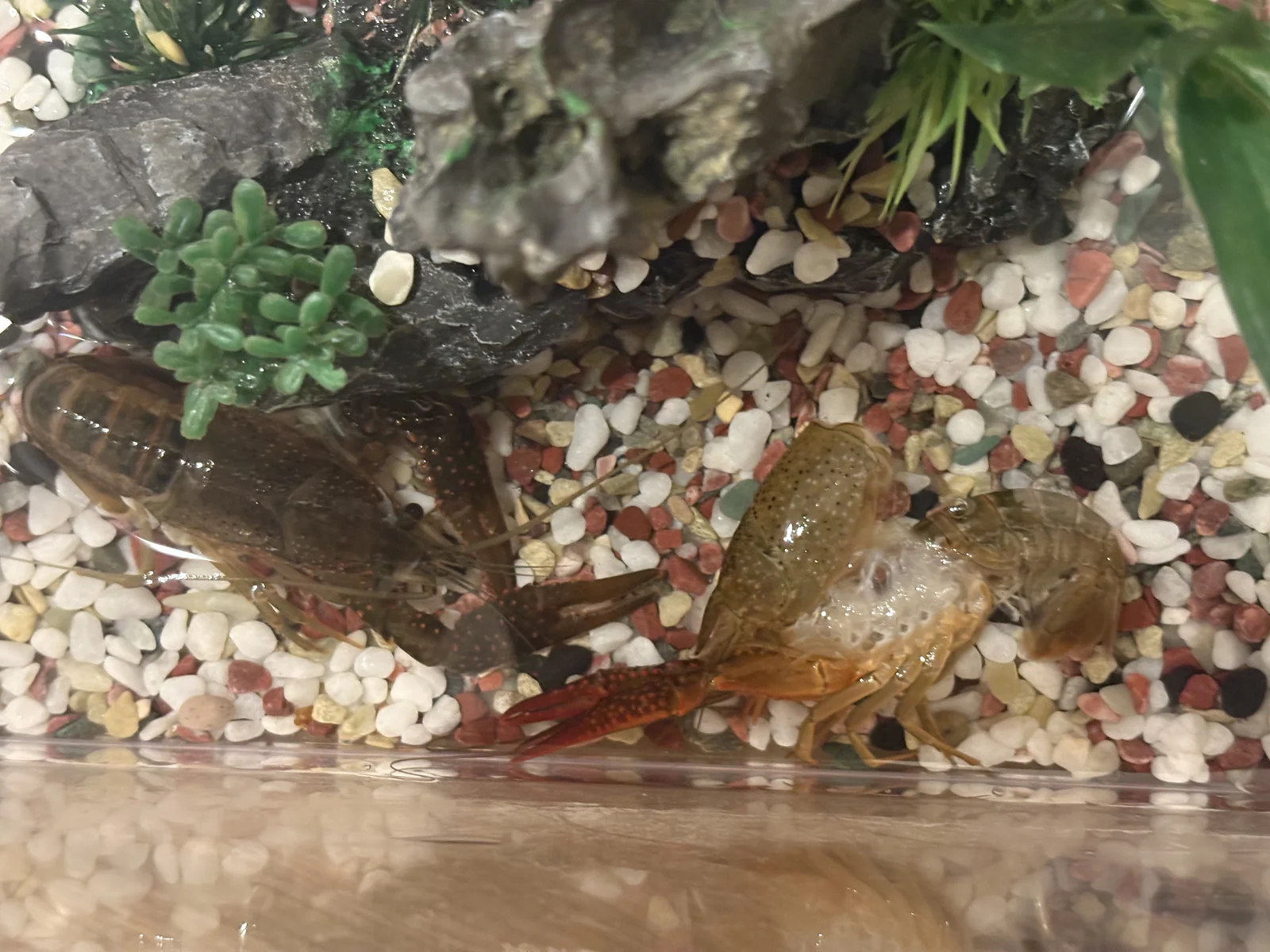 飼育容器の砂利の上に並ぶアメリカザリガニと脱皮した抜け殻